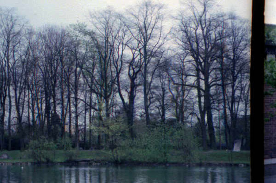 Ulmrivertrees