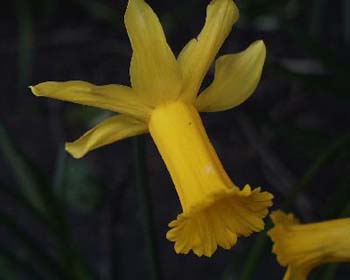 daff-pic40019