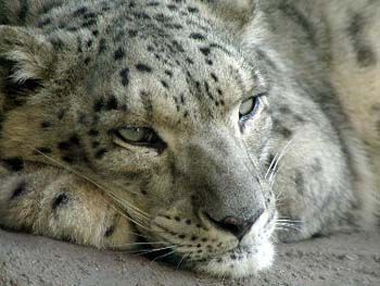 jl-s-snowleopard