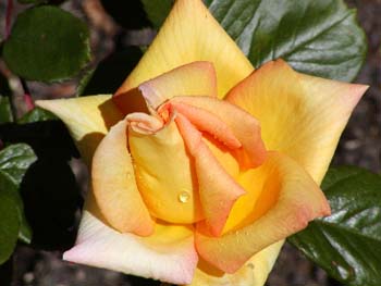 jlespotayellowrose