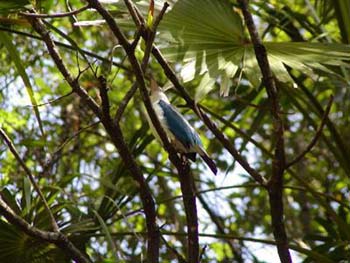 kingfisher