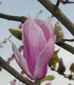 magnolia