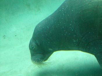 manatee