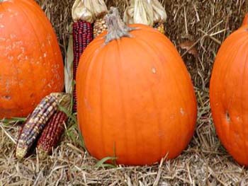 pumpkin1-p1010005