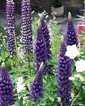 wlupins