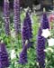 wlupins