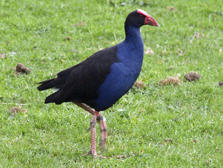 pukeko